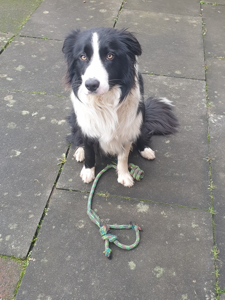 Atypical collie