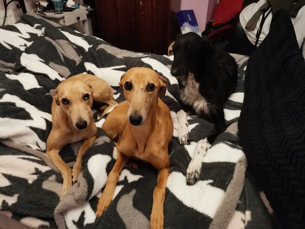 Any greyhound owners here?