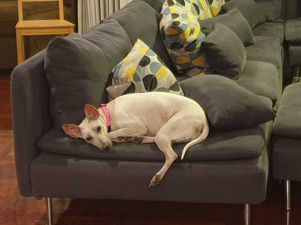What's going in my dog's mind?