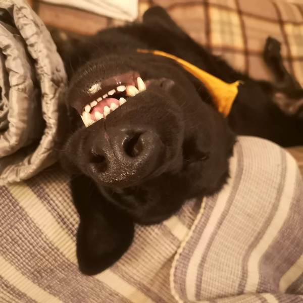 My dog is super cute and I think everyone deserves to appreciate her cuteness!