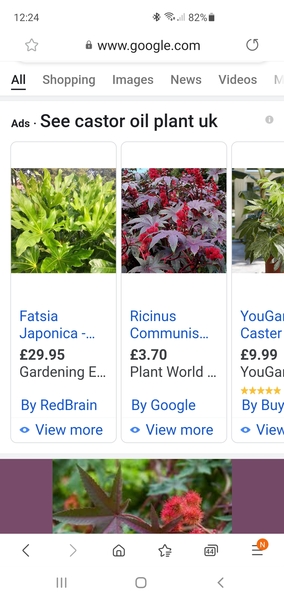 Castor oil plant? Pic!