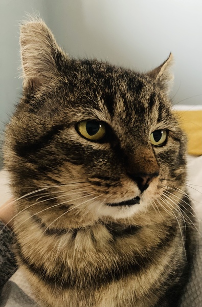 Show me your rescue cat, pleeease!
