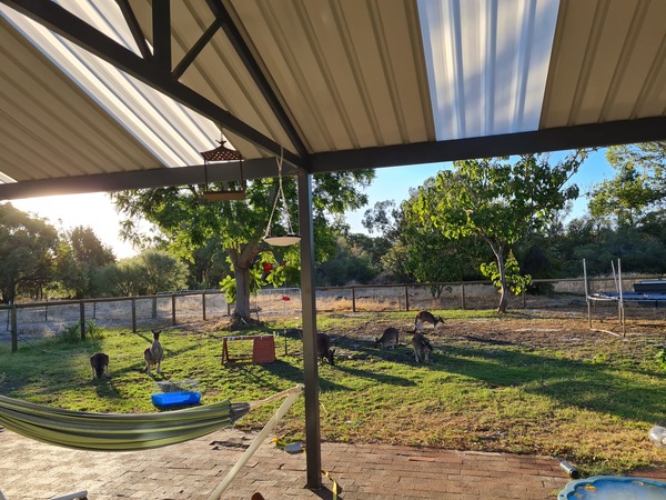 I’m just going to put it out there, kangaroos scare the crap out of me