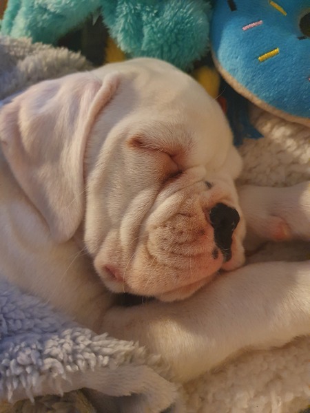 Puppy Survival Thread - January - February