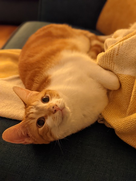 Suddenly lovely cat... I am suspicious