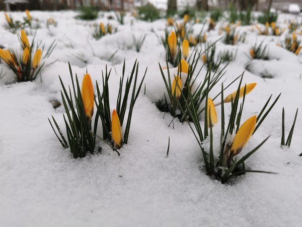 Spring is coming. Anyone else want to look at cheery photos?