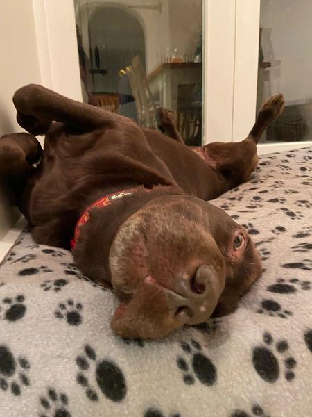 My dog is super cute and I think everyone deserves to appreciate her cuteness!