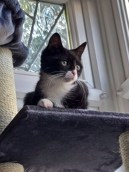 What age/size was your kitten spayed?