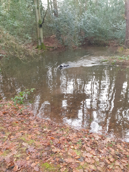 Atypical collie