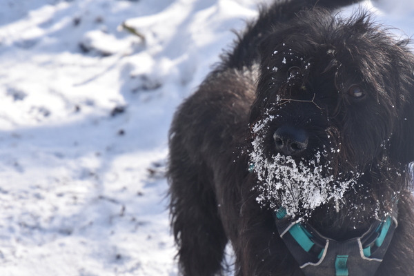 Your dogs in the snow