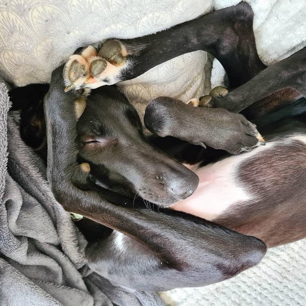 First time potential dog owners - choosing a breed