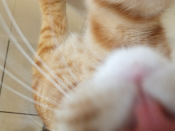 If my cat had AIBU...