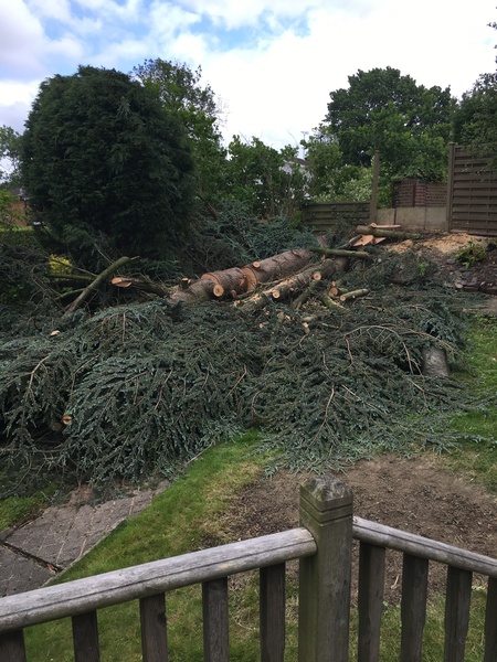neighbours cutting down trees...completely annoyed