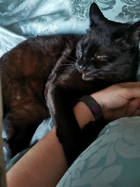 If my cat had AIBU...