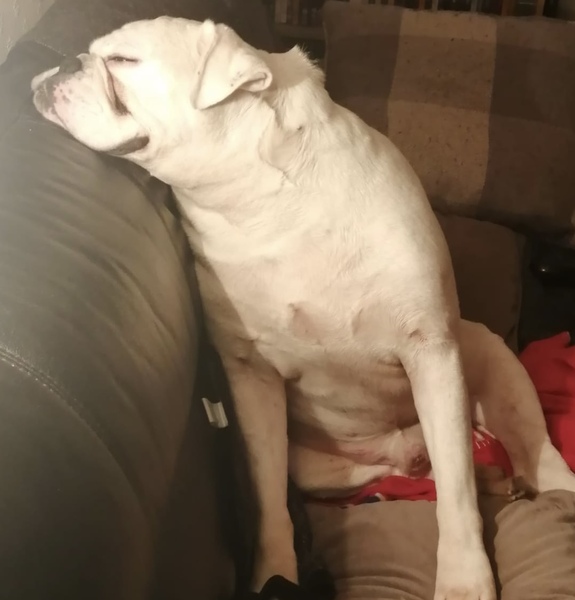 Best dog names you've ever come across