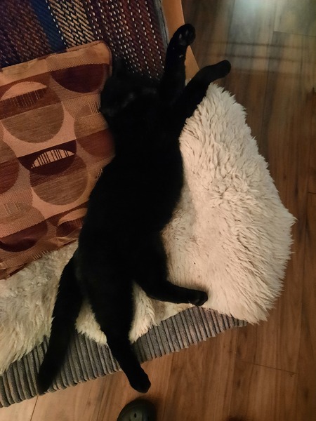 HELP!! Being held to ransom by a stray cat