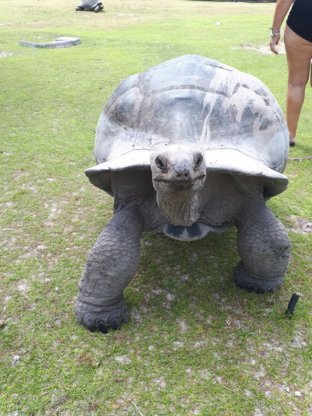 ADs picnic in the park with Twinkle the Tortoise