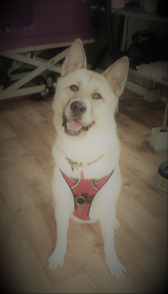My dog is super cute and I think everyone deserves to appreciate her cuteness!