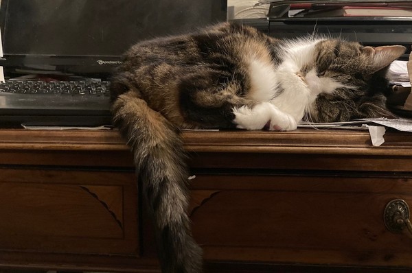 Cat chat thread we've lost count