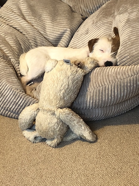 Considering getting a pug puppy - any advice?