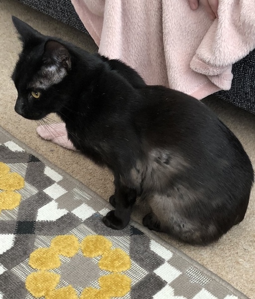 Show me your rescue cat, pleeease!