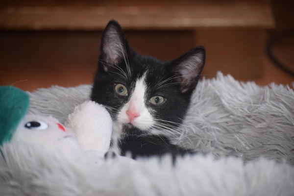 New kitten feeding help!