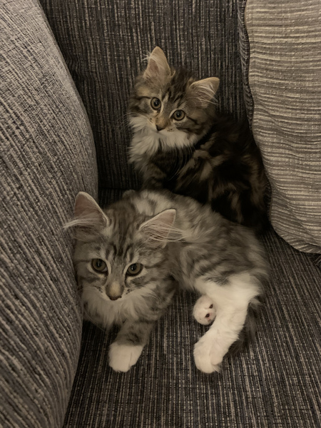 Kittens? What's the reality?