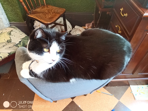 Show me your rescue cat, pleeease!