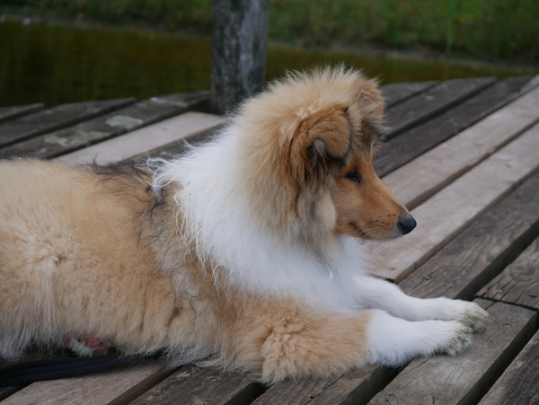 Rough Collie Puppy name
