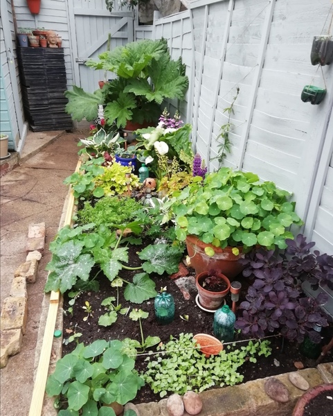 Any gunnera owners?