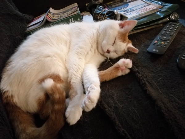 Cat chat thread we've lost count