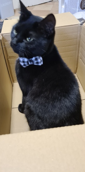 Where has dcat put his collar?