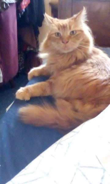 Show me your rescue cat, pleeease!