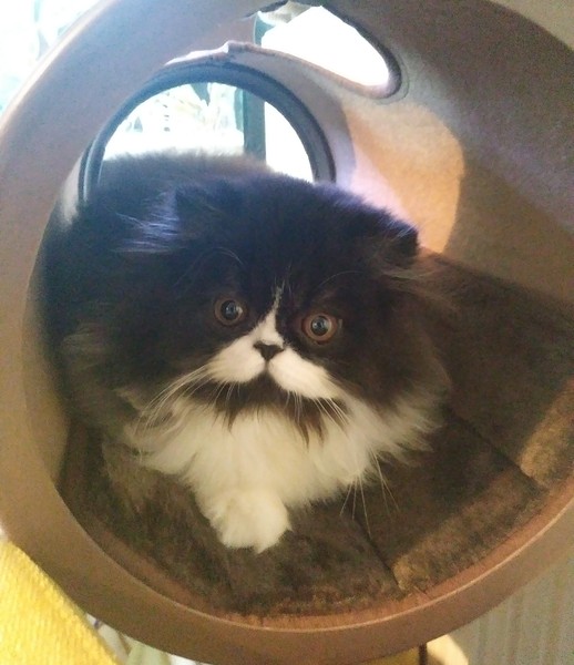 What's your DCat up to today? (Thread 8)