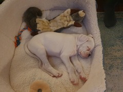 Puppy Survival Thread - January - February