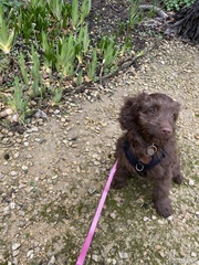 Puppy Survival Thread - January - February