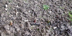 When will Tulips sown in December show on surface ?
