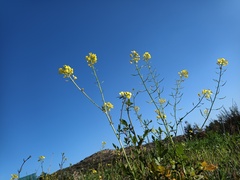 Spring is coming. Anyone else want to look at cheery photos?