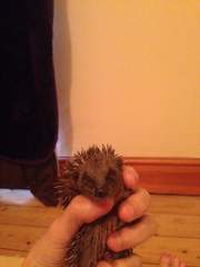 I just spent the night nursing a cushion tassel thinking it was a baby hedgehog