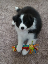 Let's see your collie puppies!