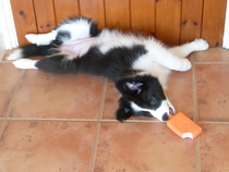 Let's see your collie puppies!