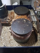 Aga?