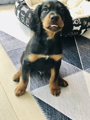 Puppy Survival Thread - January - February
