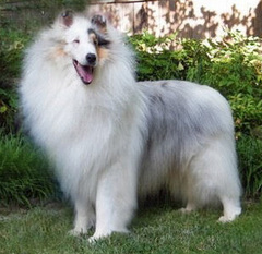 Kennel Club bans Merle colour