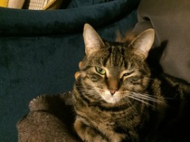 Cat Squinting in one eye