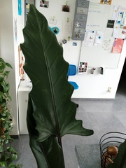 To want a houseplants that just bloody lives