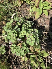 Plant ID help