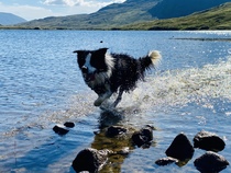 Atypical collie