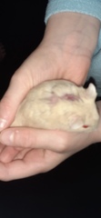 Dwarf hamster losing fur