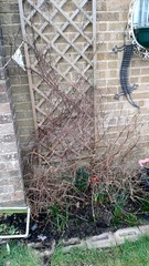 novice garden.what do I do with this ..